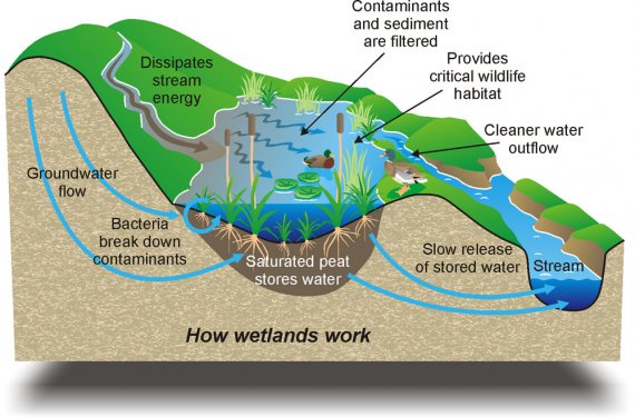 Diagram of how wetlands work.