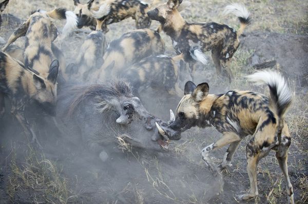 http://1x57.com/wp-content/uploads/2011/11/wild-dogs-african-cape-hunting.jpg