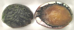 White abalone top bottom shell dorsal ventral Haliotis sorenseni 300x122 White abalone top bottom shell dorsal ventral Haliotis sorenseni