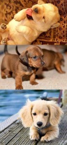 cute puppies cute puppies 139x300 cute puppies