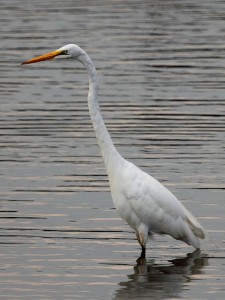 Great Egret Ardea alba in the Anacostia River near Bladensburg Waterfront Park in Prince Georges County MD 225x300 Great Egret (Ardea alba) in the Anacostia River, near Bladensburg Waterfront Park, in Prince Georges County, MD