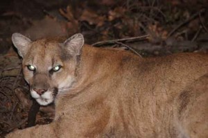 mountain lion griffith park los angeles captured tagged photo mountain lion griffith park los angeles captured tagged photo 300x199 mountain lion griffith park los angeles captured tagged photo