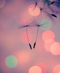 pink wind blow flowers seeds plants sunset 247x300 pink wind blow flowers seeds plants sunset