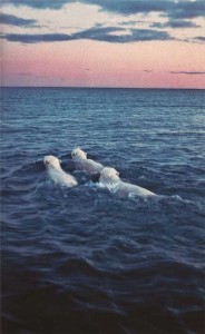 three polar bears swimming in water at sunset ocean blue pink no ice 184x300 three polar bears swimming in water at sunset ocean blue pink no ice