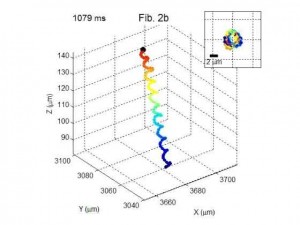3 d helical motion helical sperm cell ucla scientist engineer Aydogan Ozcan image 3 d helical motion helical sperm cell ucla scientist engineer Aydogan Ozcan image 300x225 3 d helical motion helical sperm cell ucla scientist engineer Aydogan Ozcan image