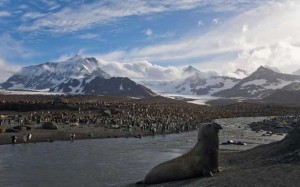 South Georgia in the The southern Atlantic Ocean rugged penguins elephant seals 300x187 South Georgia in the The southern Atlantic Ocean rugged penguins elephant seals
