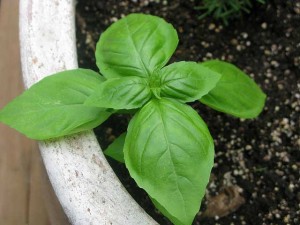 basil before harvesting close up pot soil young 300x225 basil before harvesting close up pot soil young