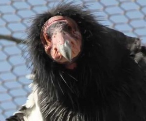california condor bald pink face caught recovery net raptor bird of prey 300x250 california condor bald pink face caught recovery net raptor bird of prey