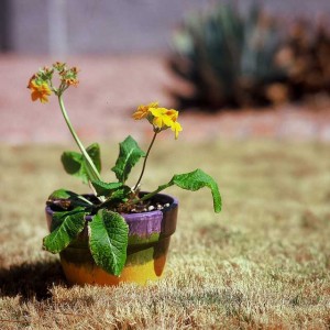 drought dry grass potted plant withering yellow flowers 300x300 drought dry grass potted plant withering yellow flowers
