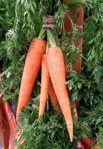 jumbo carrots on stalk green orange 207x300 jumbo carrots on stalk green orange