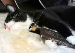 sleeping cat poetry book schiller german writer 300x214 sleeping cat poetry book schiller german writer