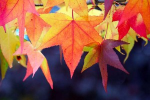 fall autmn leaves close up orange purple yellow tree fall autmn leaves close up orange purple yellow tree 300x200 fall autmn leaves close up orange purple yellow tree